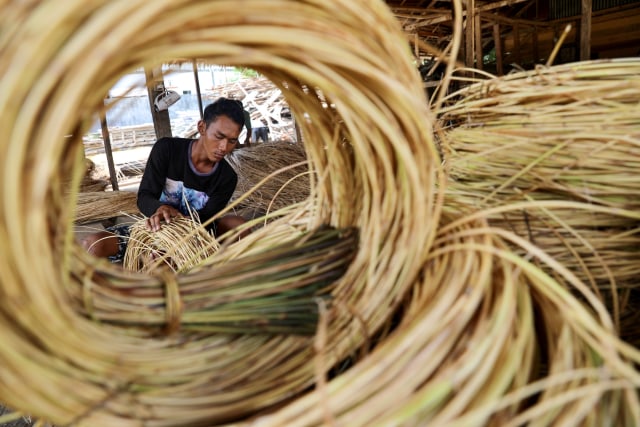 rotan asal aceh